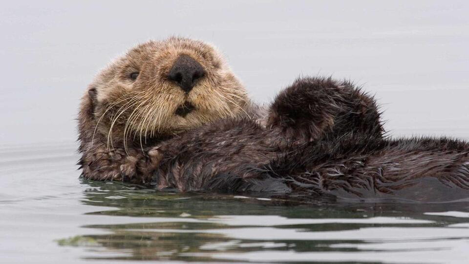Sea Otters Are Making a Splashy Comeback!