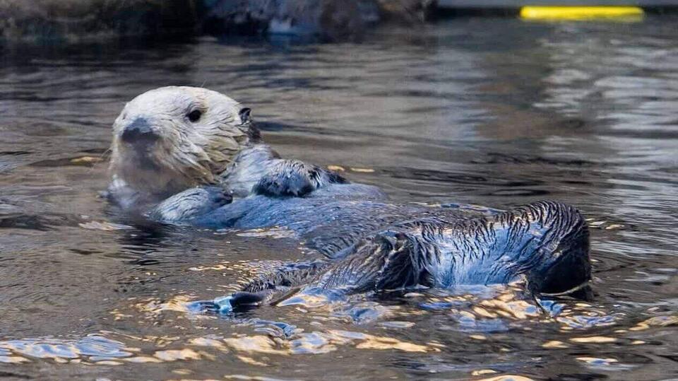 Sea Otters Are Making a Splashy Comeback!