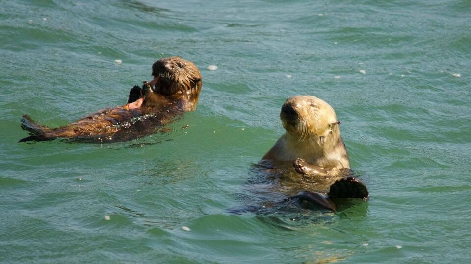 Sea Otters Are Making a Splashy Comeback!