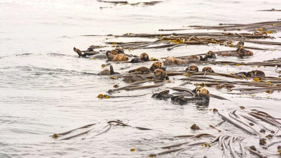 Sea Otters Are Making a Splashy Comeback!