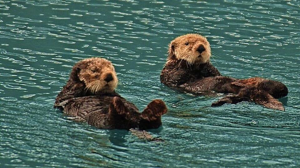 Sea Otters Are Making a Splashy Comeback!