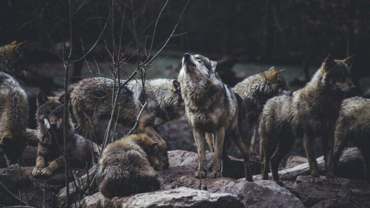 Meet America’s Super Wolf Pack!