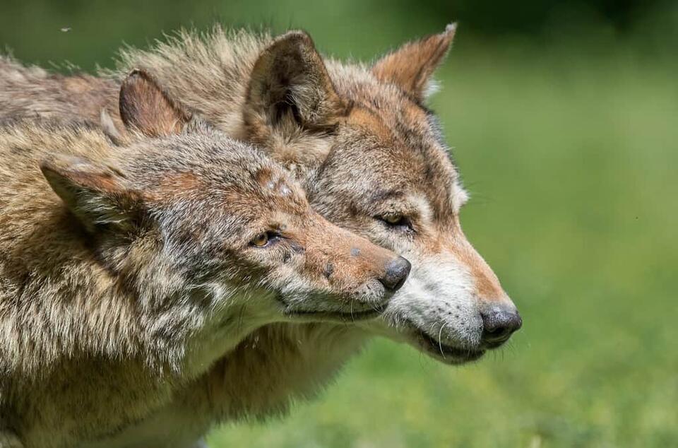Meet America’s Super Wolf Pack!