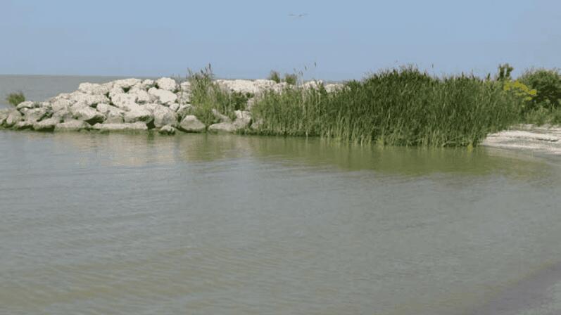 Sea Otters Are Making a Splashy Comeback!
