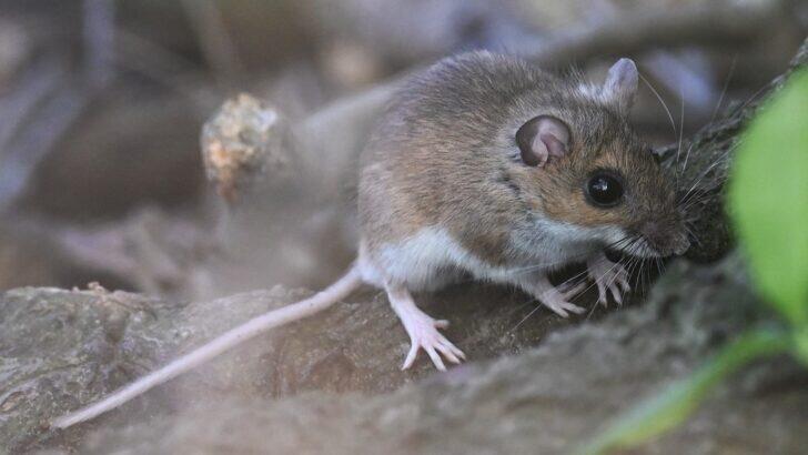 Scientists Just Found a New Mouse!