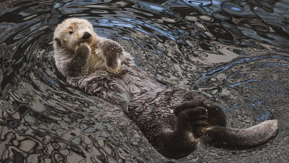Sea Otters Are Making a Splashy Comeback!
