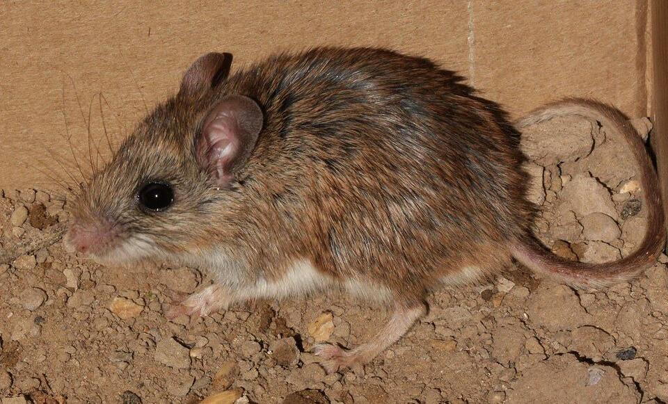 Scientists Just Found a New Mouse!