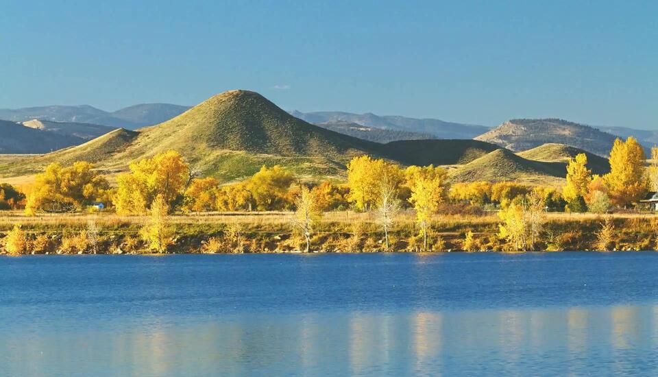 Tropical Bird Crashes Colorado Party