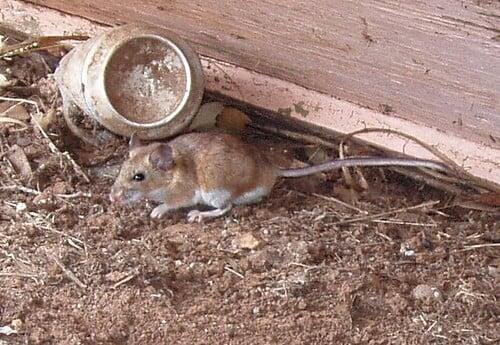 Scientists Just Found a New Mouse!