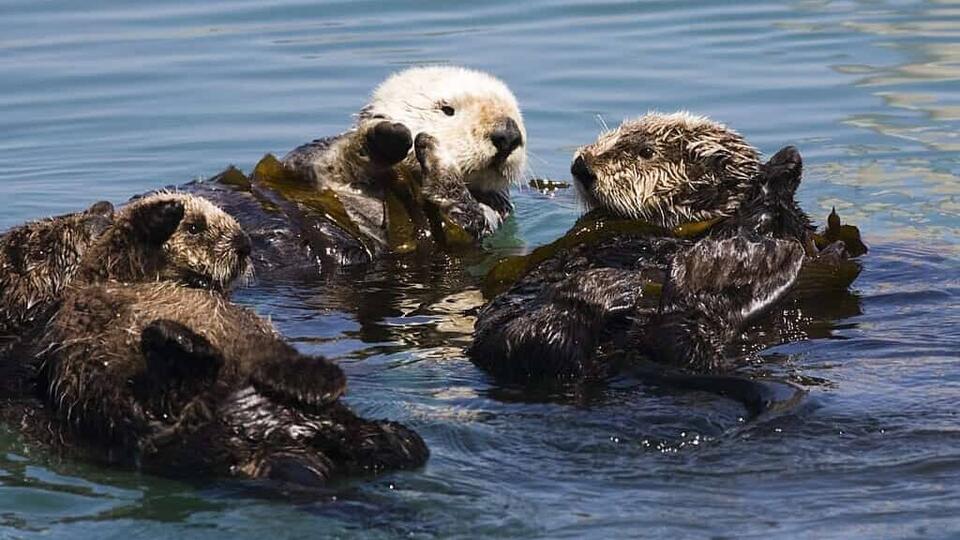 Sea Otters Are Making a Splashy Comeback!