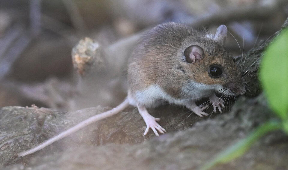 Scientists Just Found a New Mouse!