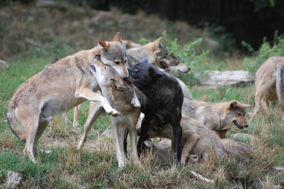 Meet America’s Super Wolf Pack!