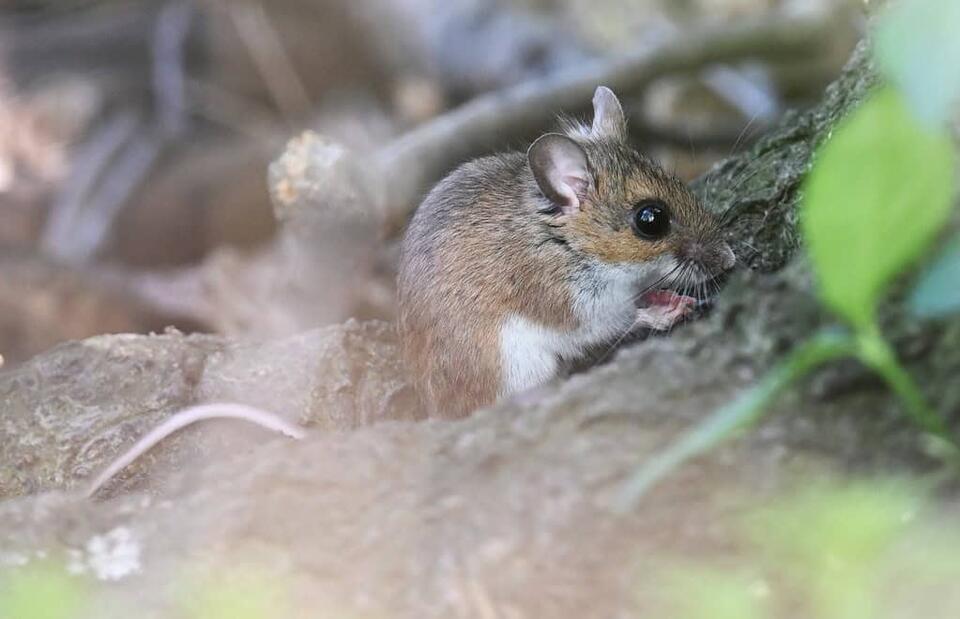 Scientists Just Found a New Mouse!