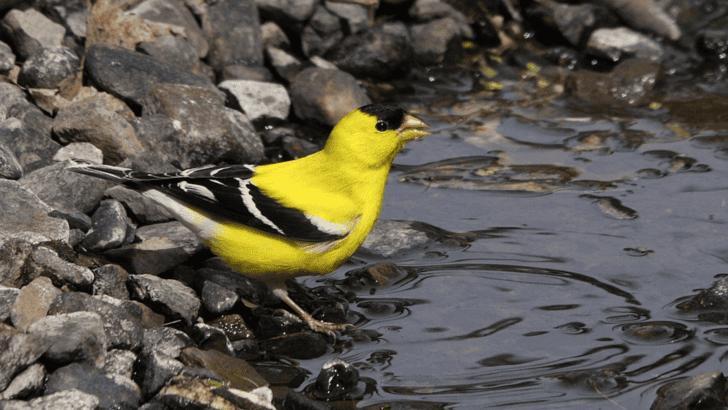Birds That Literally Change Outfits!
