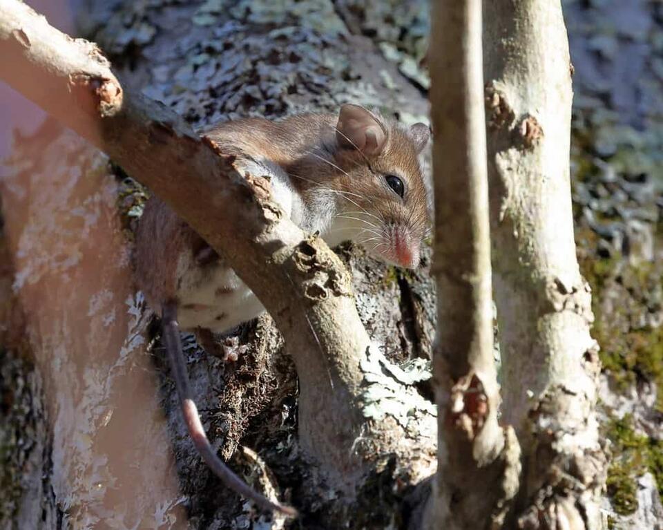Scientists Just Found a New Mouse!