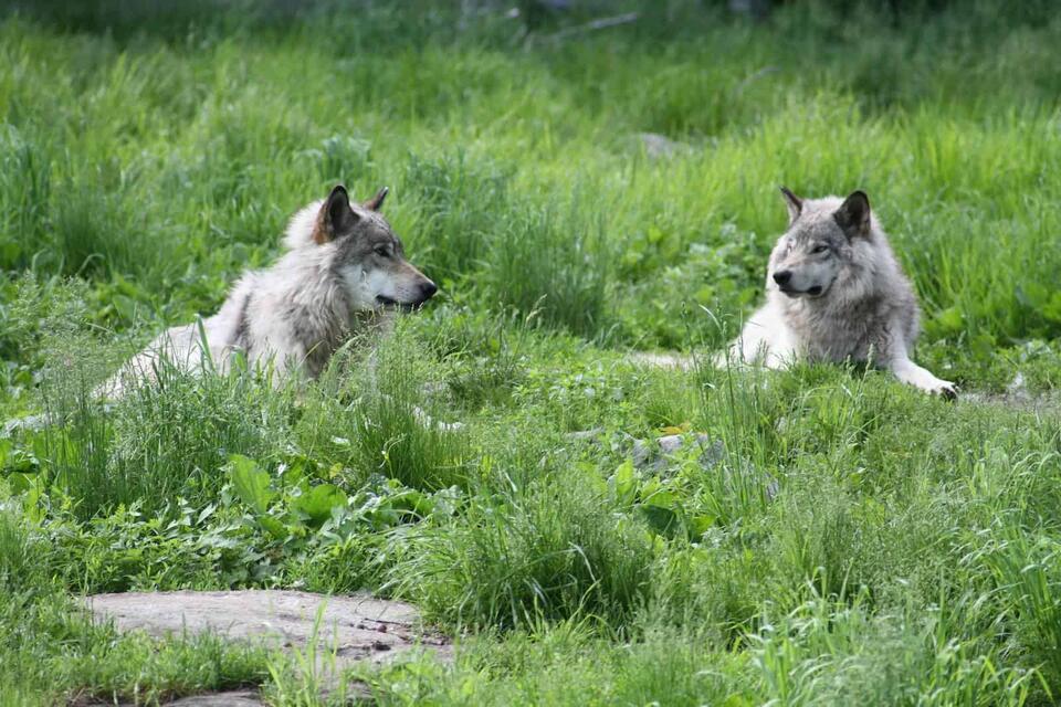 Meet America’s Super Wolf Pack!
