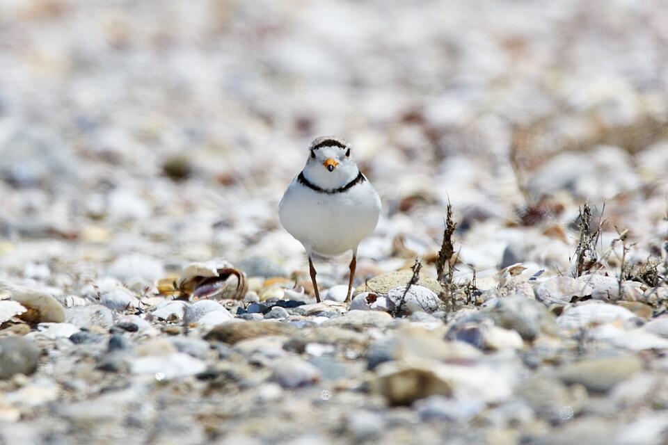 Birds That Literally Change Outfits!