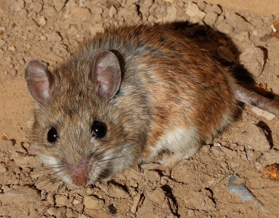 Scientists Just Found a New Mouse!