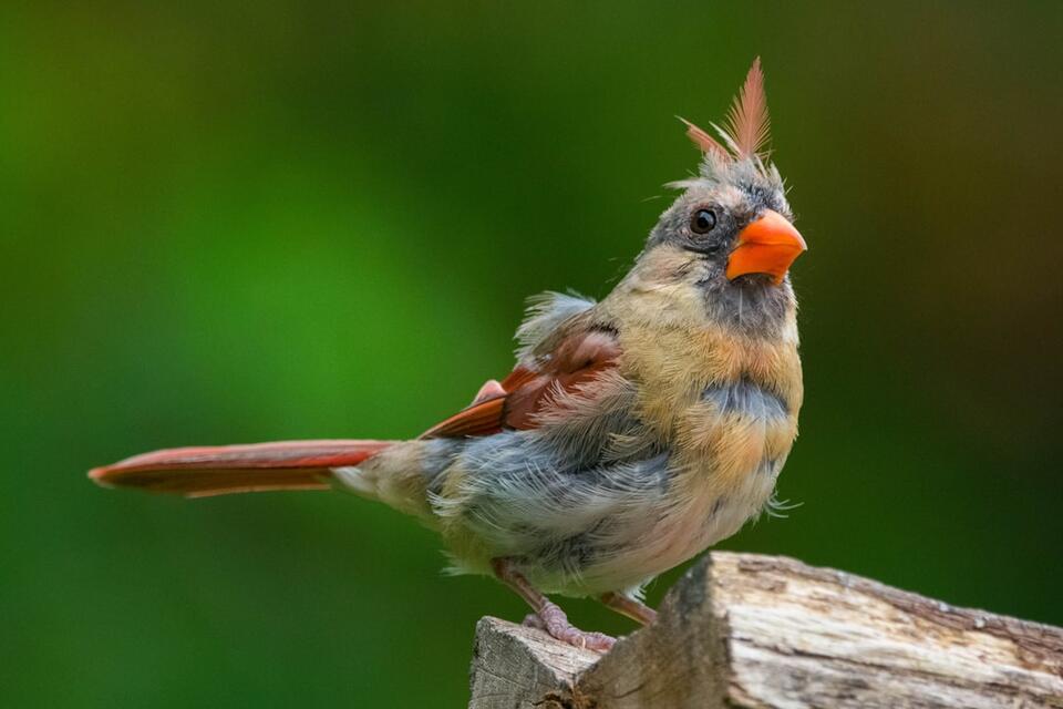 Birds That Literally Change Outfits!