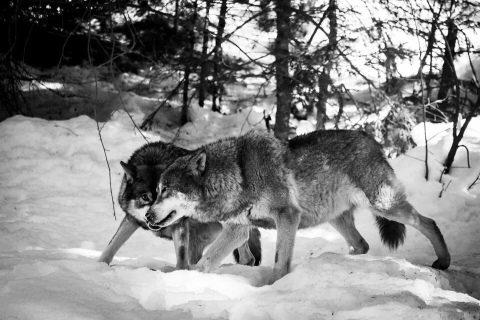 Meet America’s Super Wolf Pack!