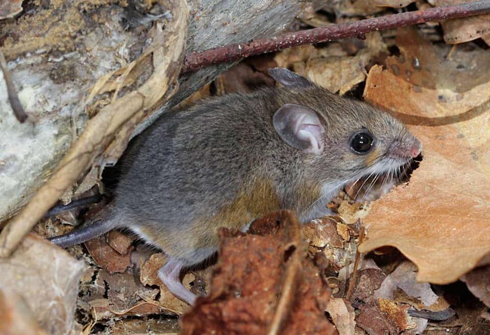 Scientists Just Found a New Mouse!
