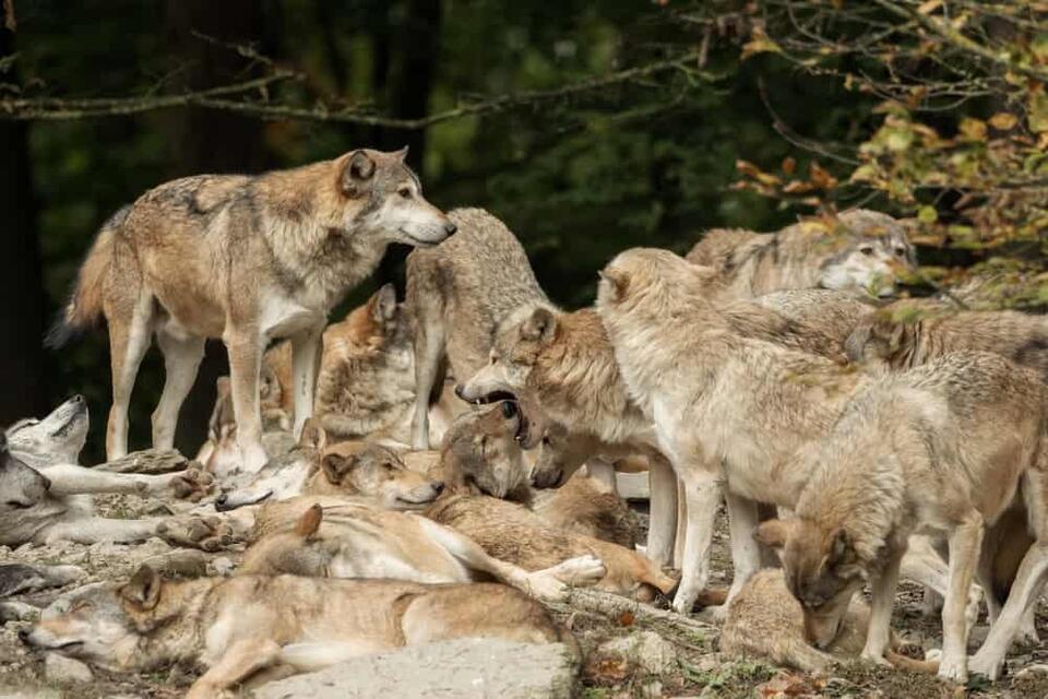 Meet America’s Super Wolf Pack!
