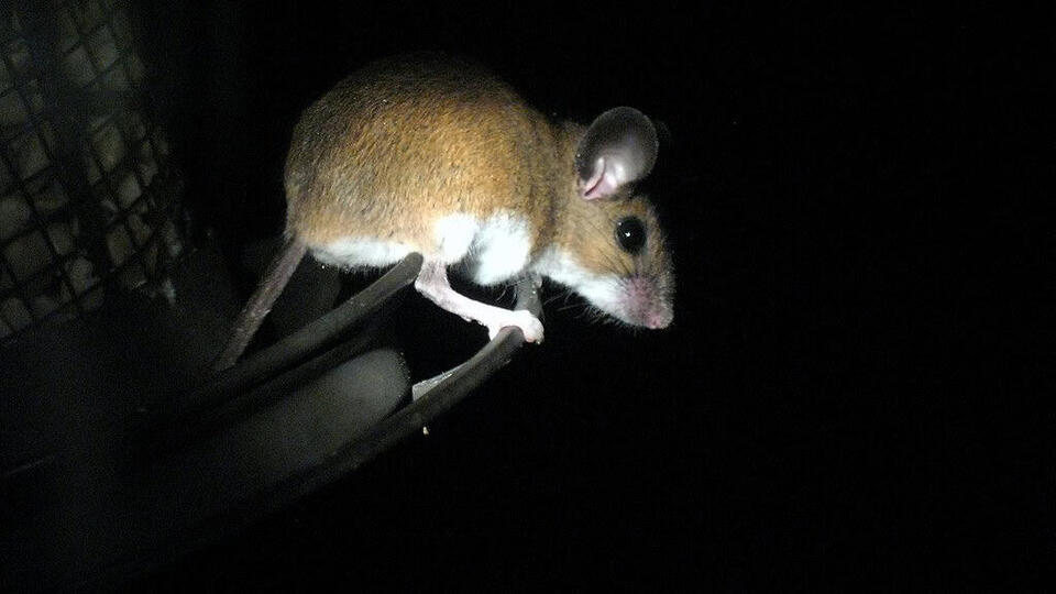 Scientists Just Found a New Mouse!