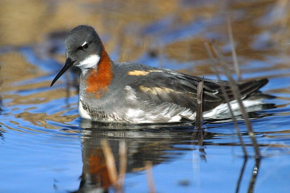 Birds That Literally Change Outfits!