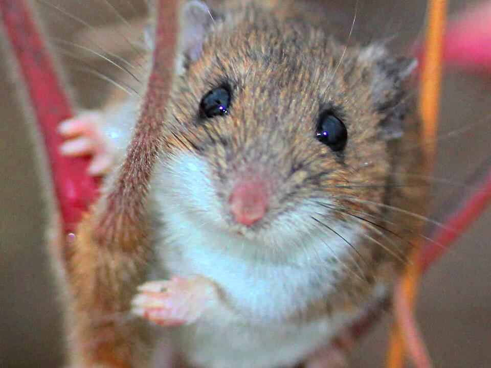 Scientists Just Found a New Mouse!
