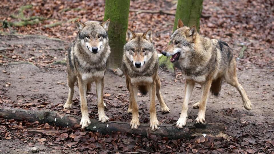 Meet America’s Super Wolf Pack!