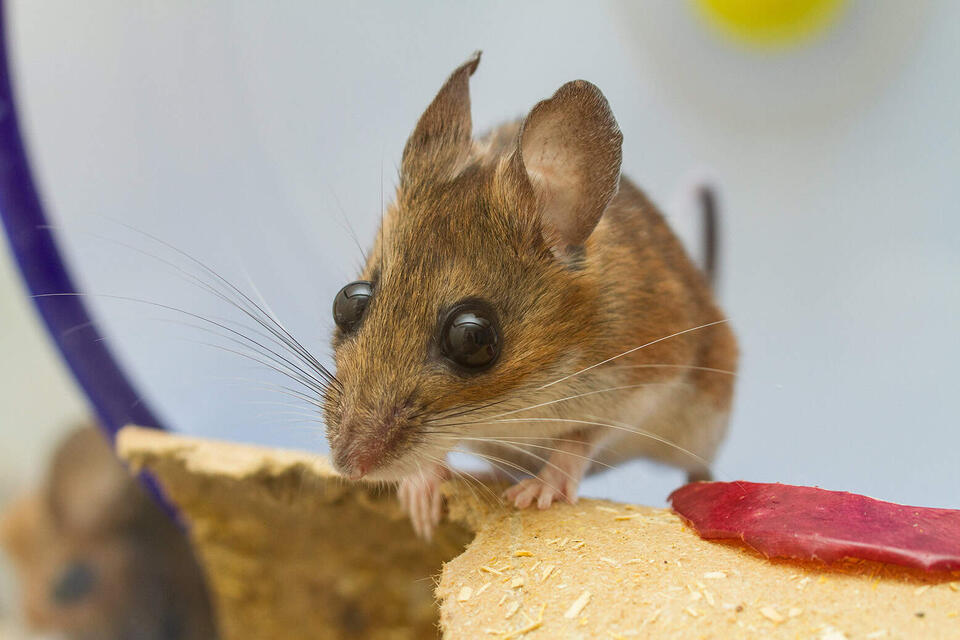 Scientists Just Found a New Mouse!