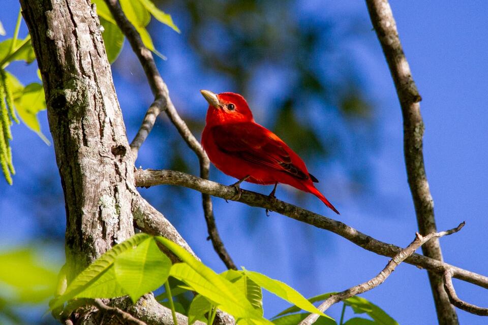 Birds That Literally Change Outfits!