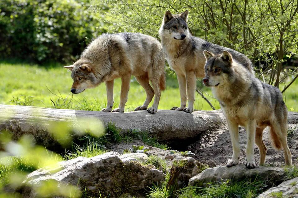 Meet America’s Super Wolf Pack!