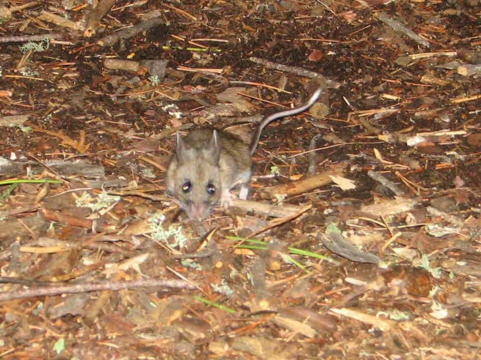 Scientists Just Found a New Mouse!