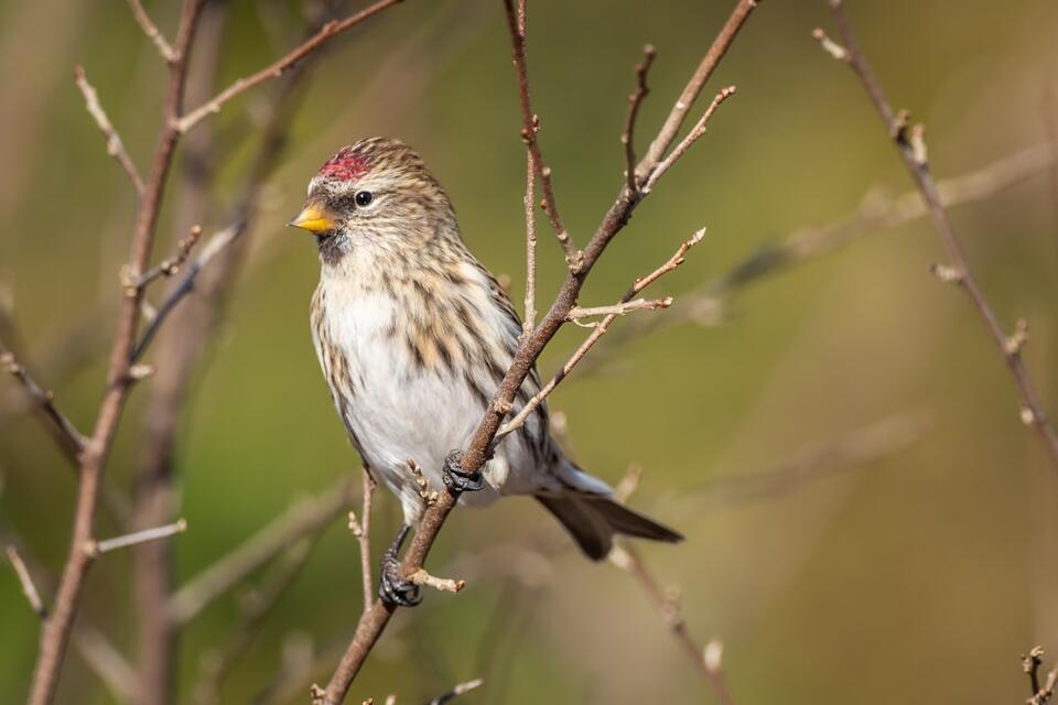 Birds That Literally Change Outfits!