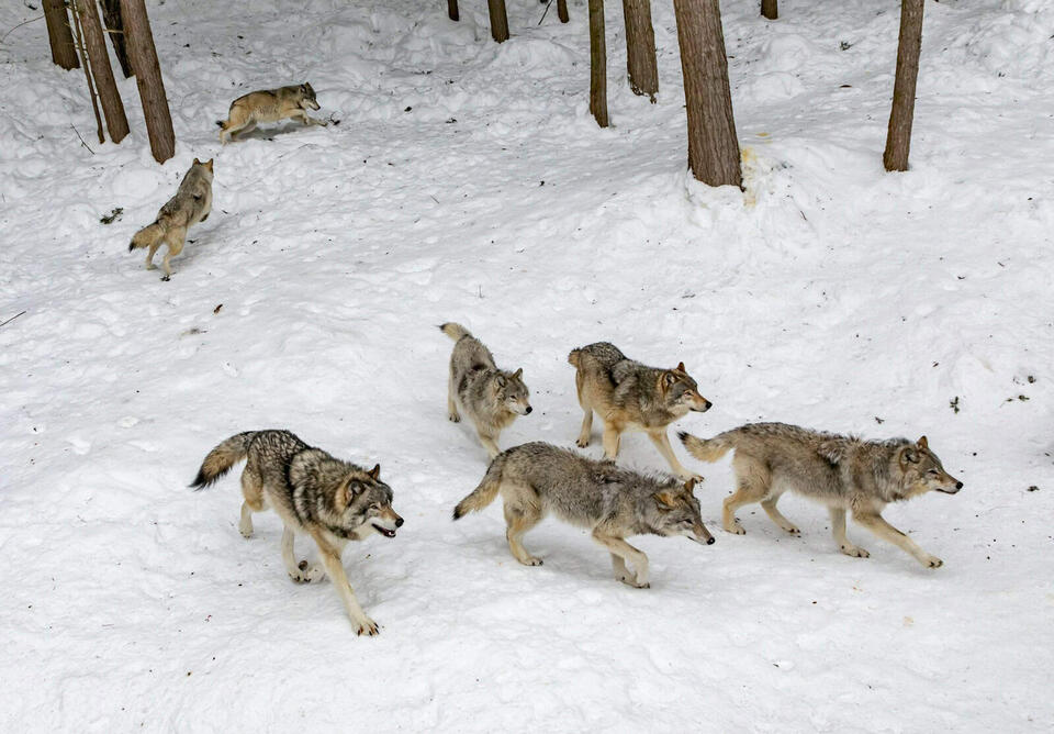 Meet America’s Super Wolf Pack!