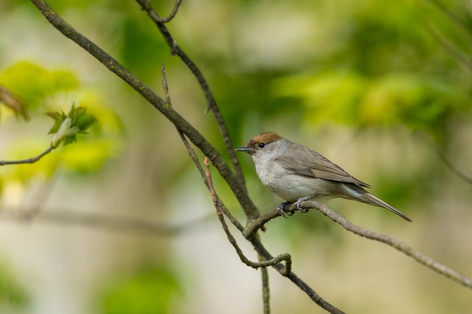 Birds That Literally Change Outfits!