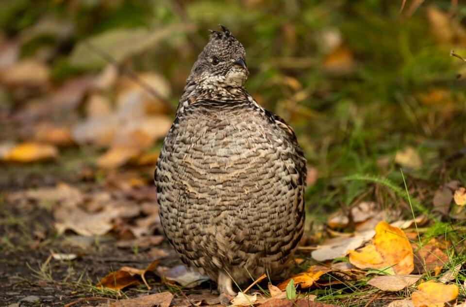 Birds That Literally Change Outfits!