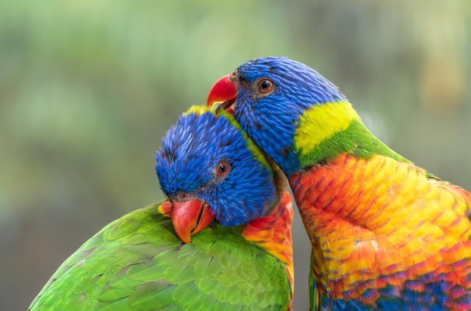 Birds That Literally Change Outfits!