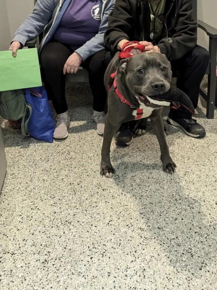 This Pup’s Blankie Broke the Internet