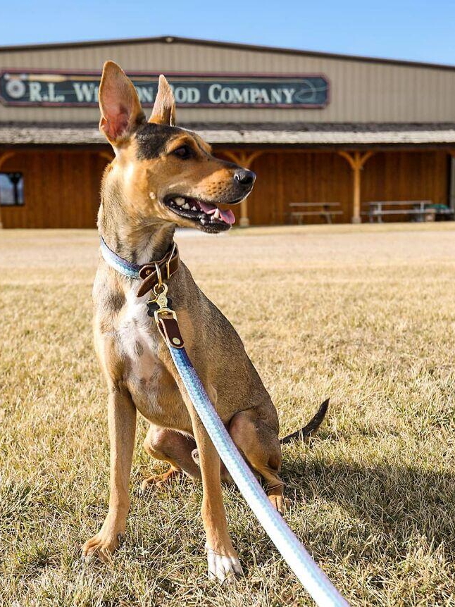 Stranded Pup Survives 6 Months Solo!