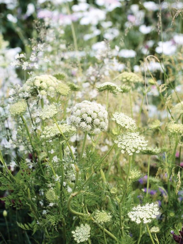 7 Plants for a Fairy Garden Glow-Up