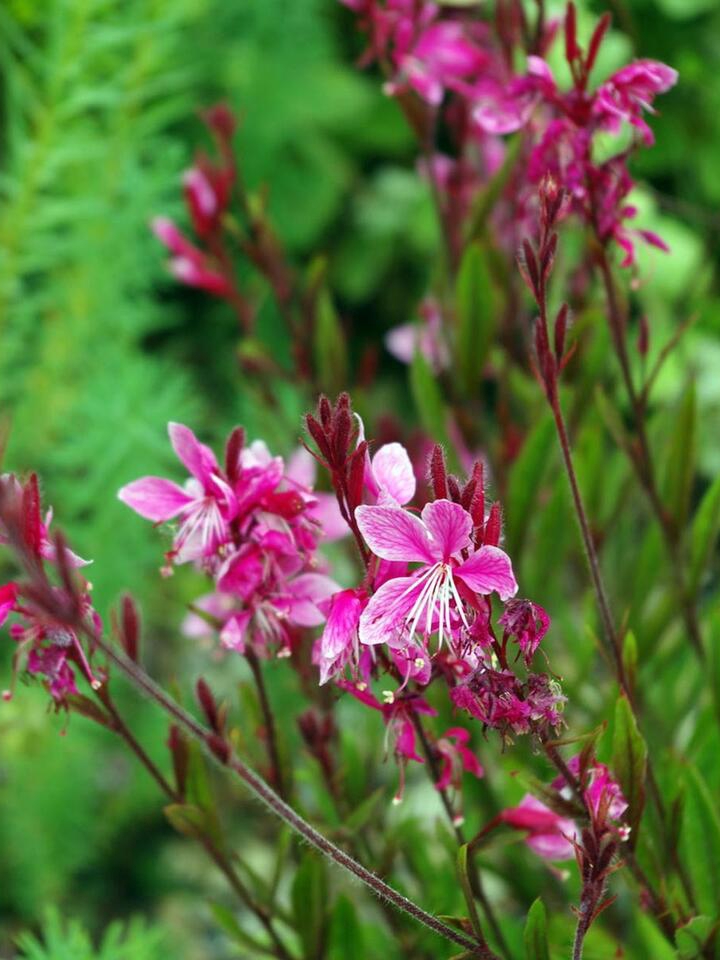7 Plants for a Fairy Garden Glow-Up