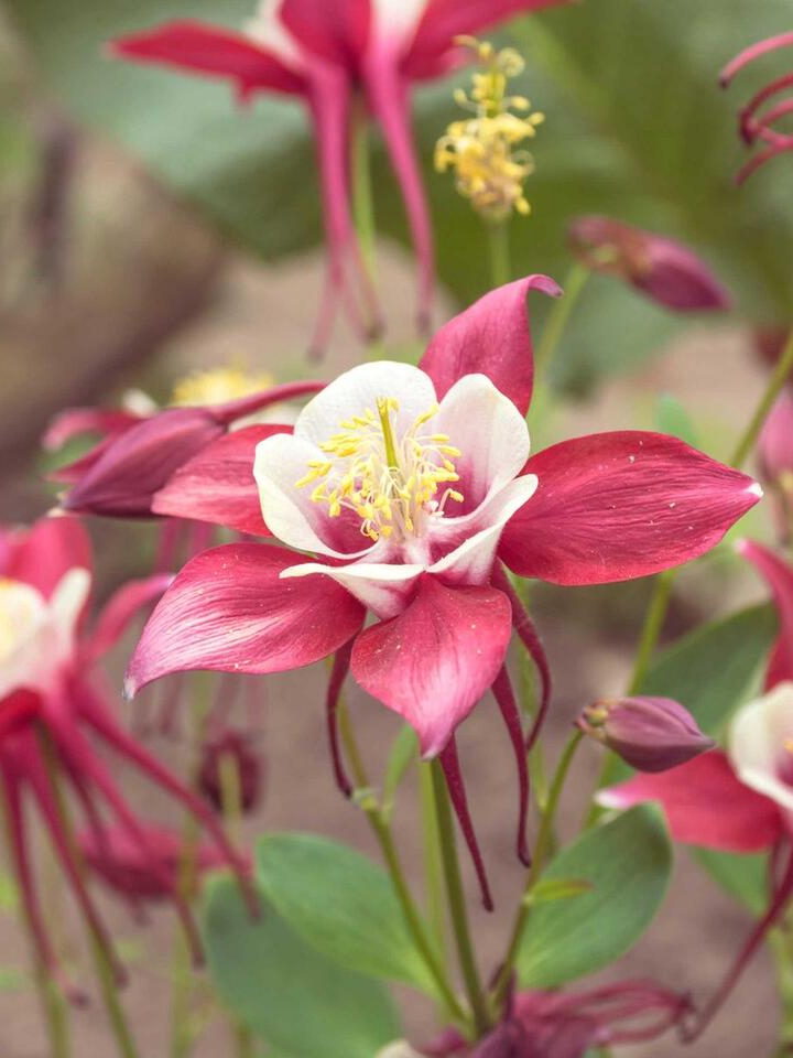 7 Plants for a Fairy Garden Glow-Up