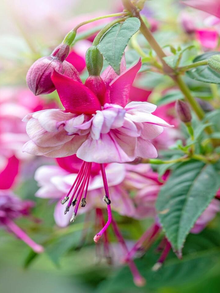 7 Plants for a Fairy Garden Glow-Up