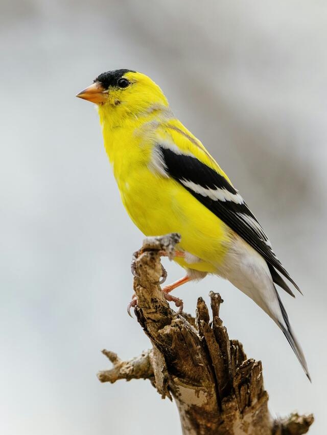 Birds That Literally Change Outfits!
