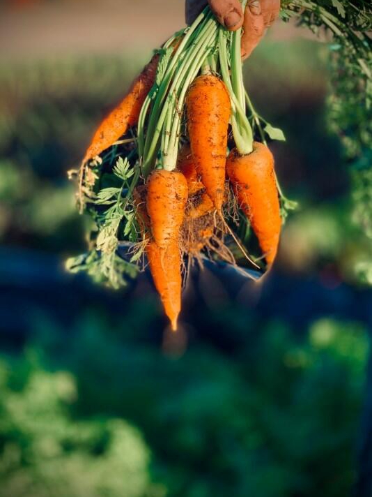 How to Tell When Carrots Are Ready