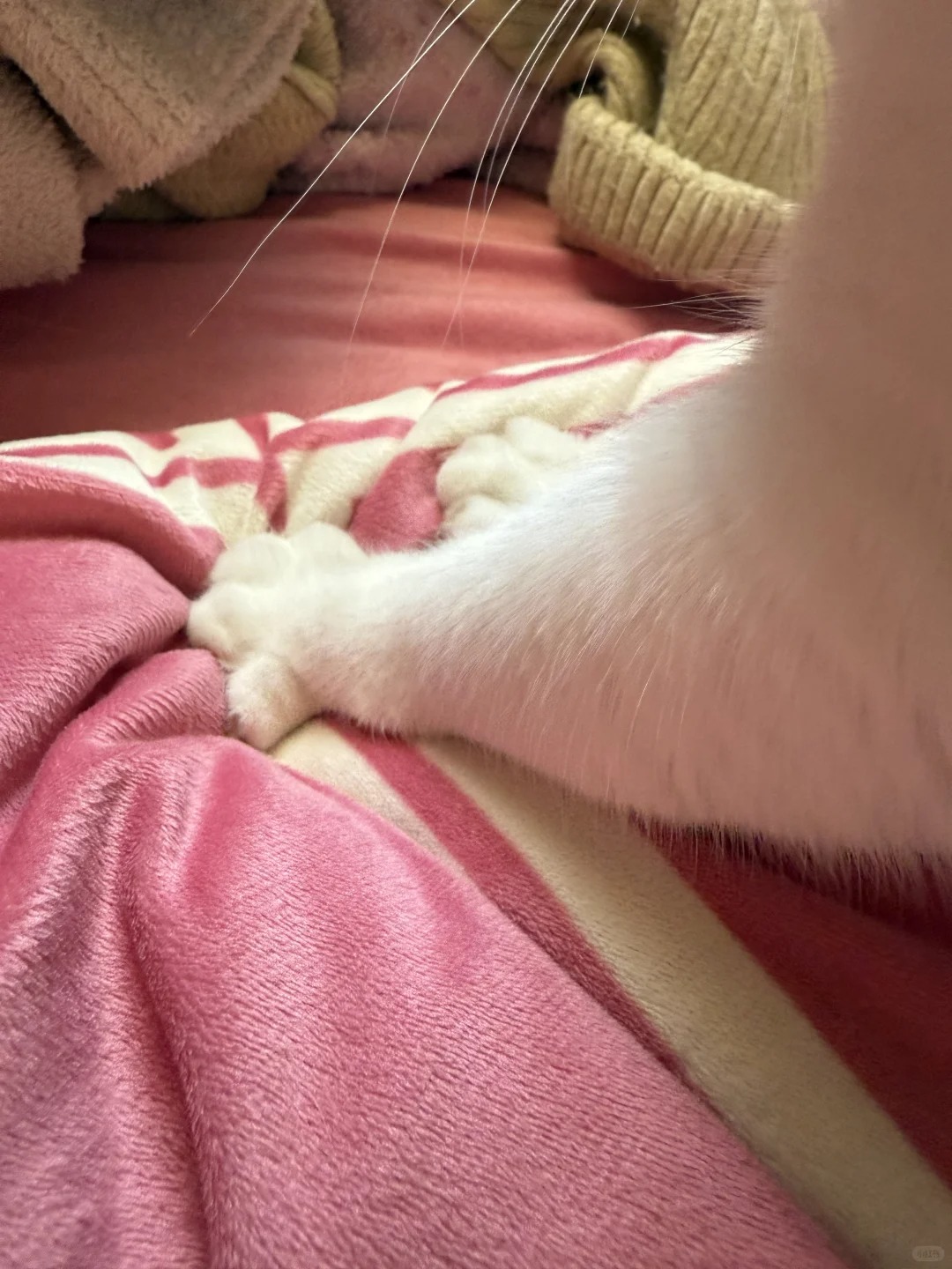 Cat brand massage machine