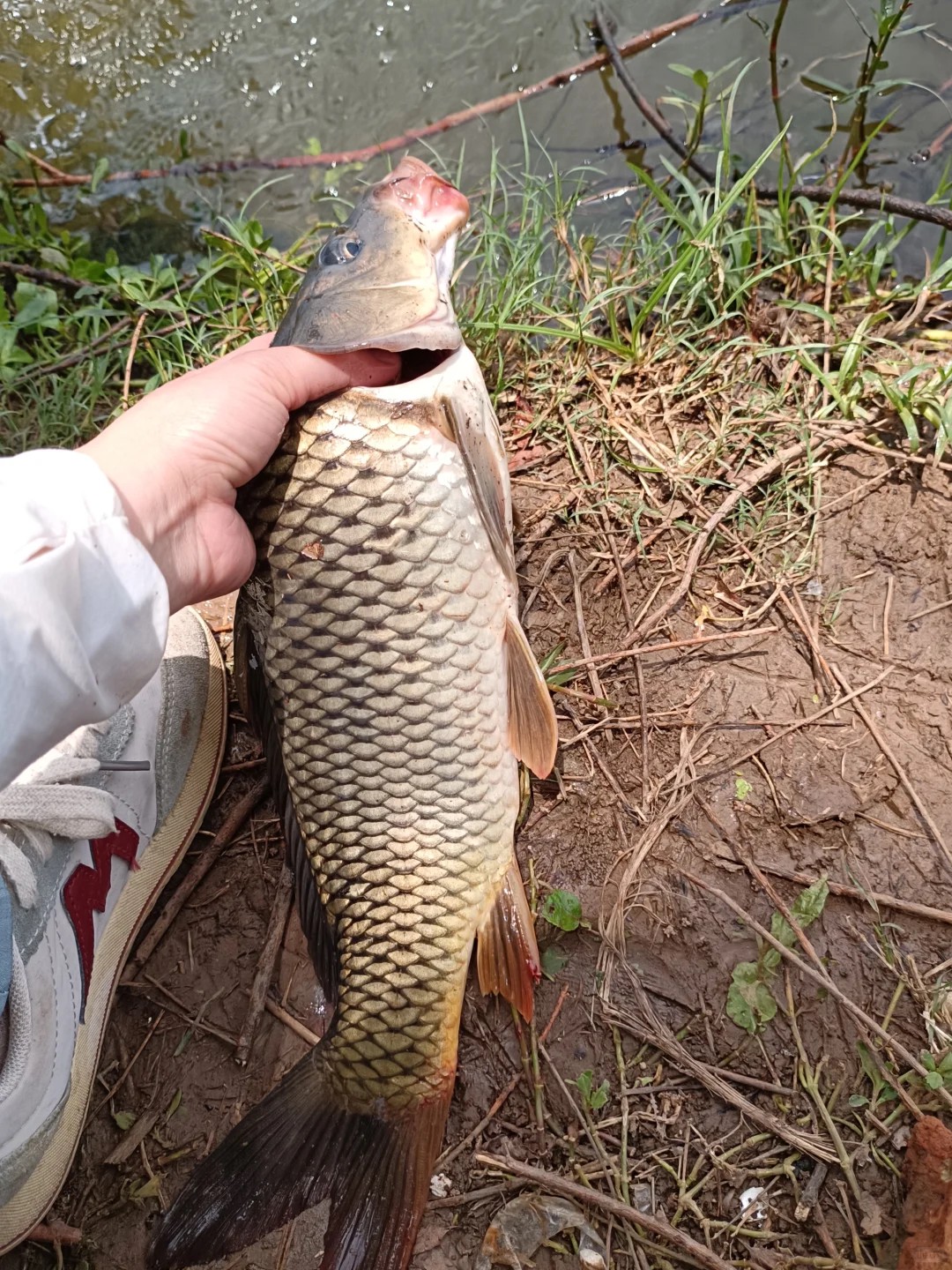Anyone tried corn as bait? It actually works! 🌽