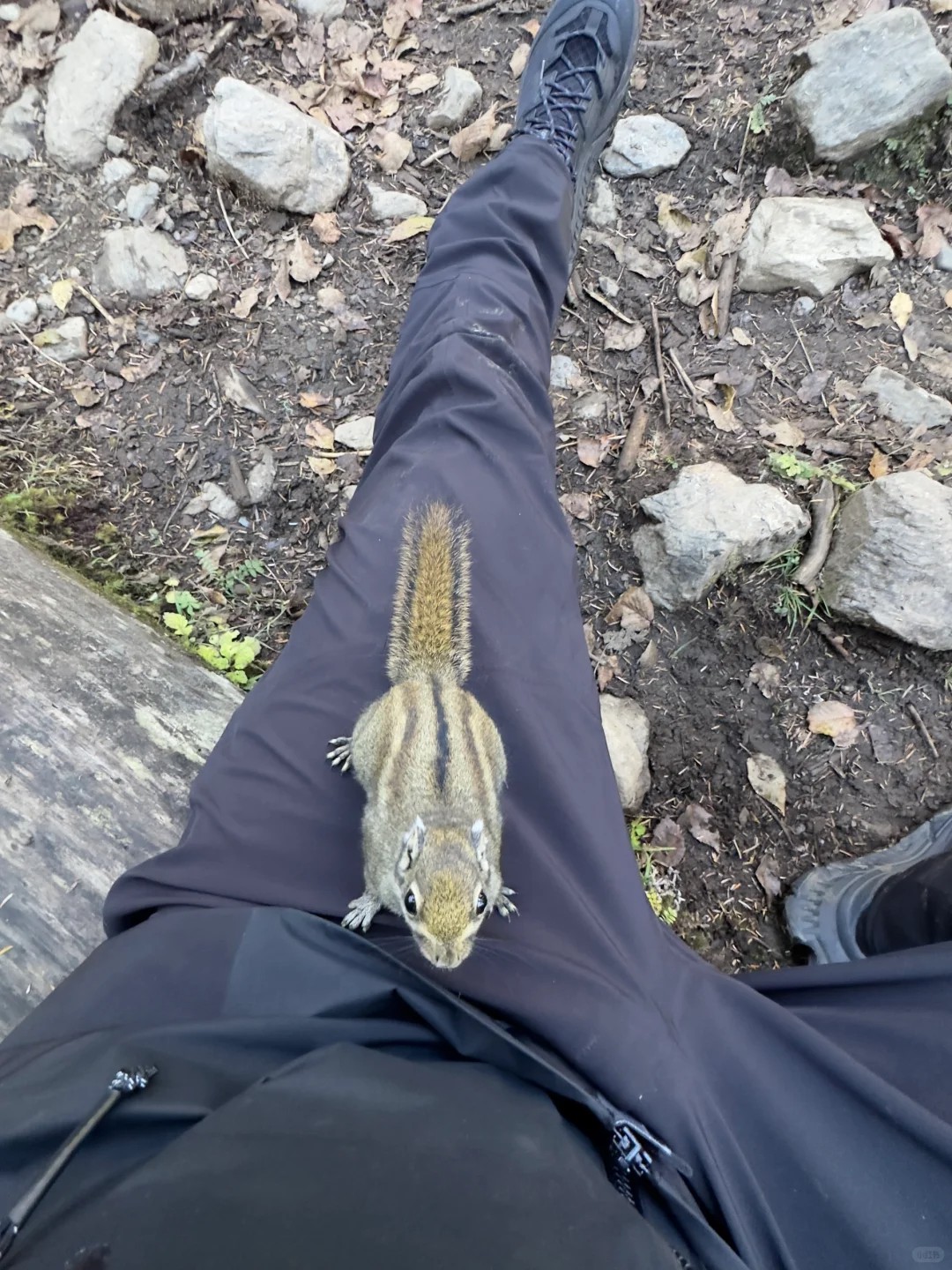 Met the tiniest trail buddy today 🐿️